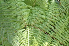 Hypolepis sparsisora