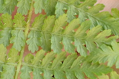 Hypolepis sparsisora