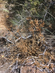 Lomatium dissectum