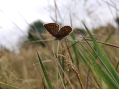 Polyommatus icarus