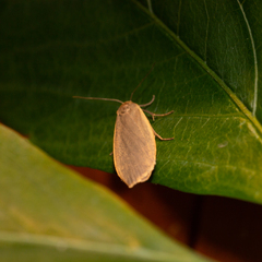 Eilema griseola