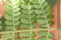 Hypolepis sparsisora