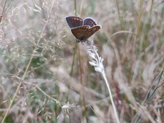 Polyommatus icarus