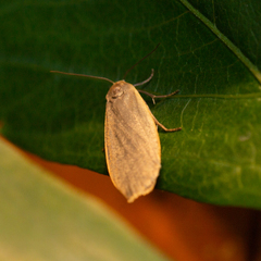 Eilema griseola