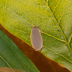 Eilema griseola