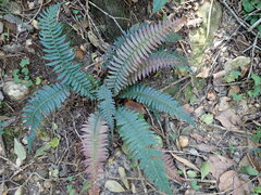Blechnum punctulatum