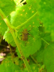 Picromerus bidens