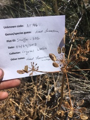 Lomatium dissectum