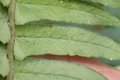 Blechnum punctulatum