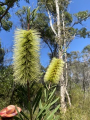Melaleuca pachyphylla