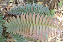 Blechnum punctulatum