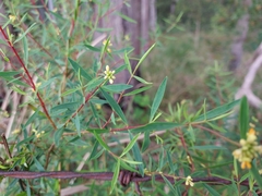 Pimelea neoanglica