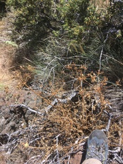 Lomatium dissectum