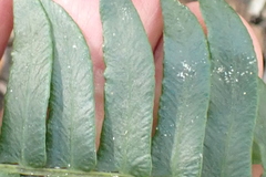 Blechnum punctulatum