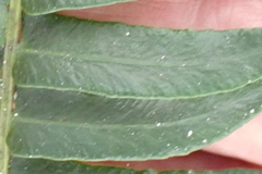 Blechnum punctulatum