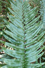 Blechnum capense