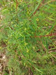 Pimelea neoanglica
