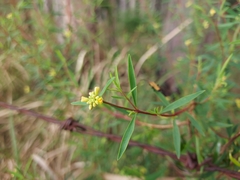 Pimelea neoanglica
