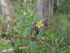 Pimelea neoanglica