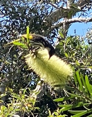 Melaleuca pachyphylla