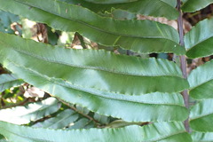 Blechnum capense