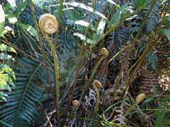 Blechnum capense