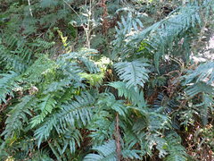 Blechnum capense