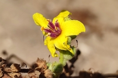 Verbascum sinuatum