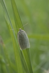 Zelotherses paleana