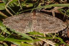 Austrocidaria