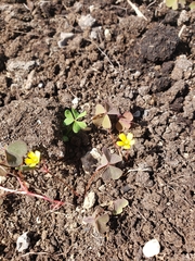 Oxalis exilis