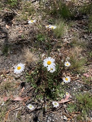 Leucanthemum vulgare