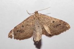 Austrocidaria