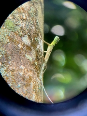 Draco