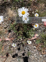 Leucanthemum vulgare