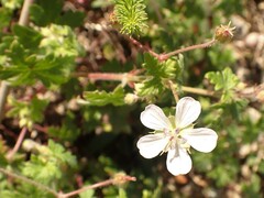 Geranium ornithopodon