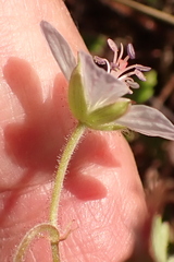 Geranium ornithopodon