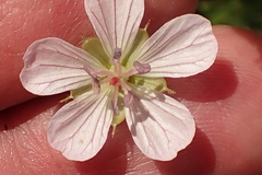 Geranium ornithopodon