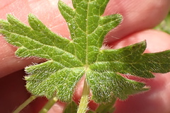 Geranium ornithopodon