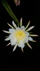 Selenicereus costaricensis