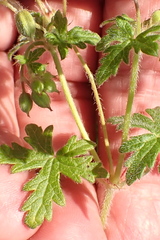 Geranium ornithopodon