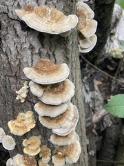 Trametes ochracea