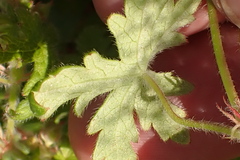 Geranium ornithopodon