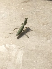 Hierodula tenuidentata
