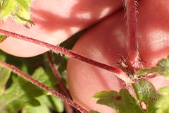 Geranium ornithopodon