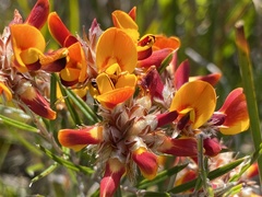 Pultenaea paleacea