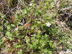Geranium ornithopodon