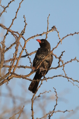Bubalornis niger