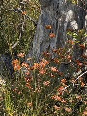 Pultenaea paleacea