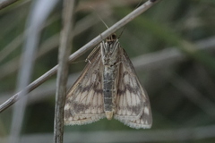 Sitochroa